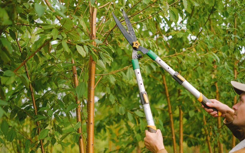 Tree trimming in Fenton, IL